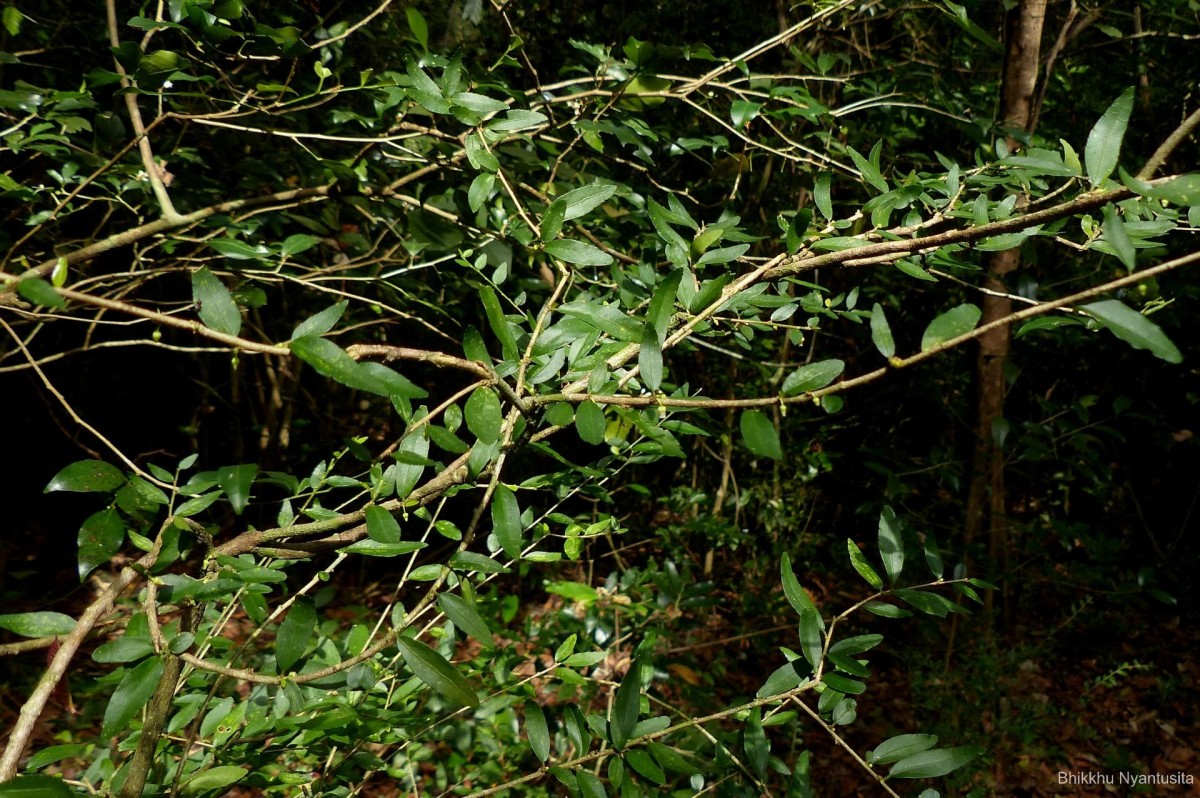 Rinorea decora (Trimen) Melch.